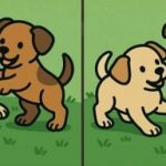 IQ-test: Find 3 forskelle på billederne af to hundehvalpe på