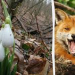 Optisk illusion viser dig, hvad din IQ er: Du skal